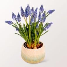 Beautiful Grape Hyacinth in a Pot