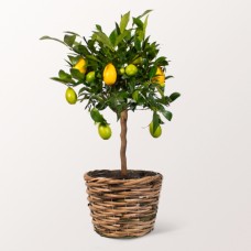 Limequat Tree in a Wicker Basket