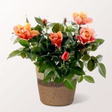 Orange Rose in Basket