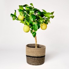 Lemon Tree