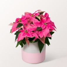 Pink Poinsettia