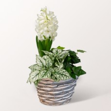 Fruhlingszauber in a Pot