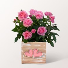 Pink Women's Day Rose in a Pretty Wooden Pot