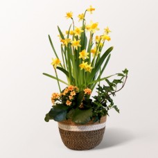 Fruhlingsgarten in a Wicker Basket