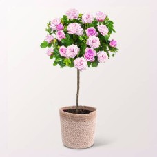 Pink Rose Bush With Ferrero Raffaello