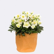 White Snow Rose in Kraft Pod Easy natural coloured with 2 Ferrero Rocher