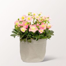 Light Pink Snow Rose in Kraft Pod Easy grey with 2 Ferrero Rocher