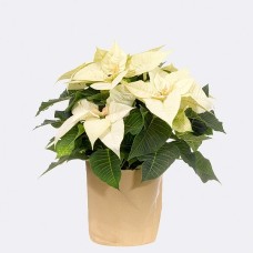 White Poinsettia in paper bag with 2 Ferrero Rocher