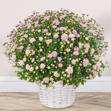 Light pink chrysanthemums in a white basket