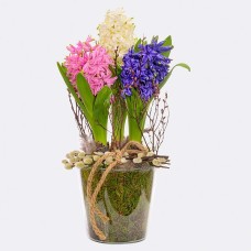 Beautiful Hyacinths in a Jar