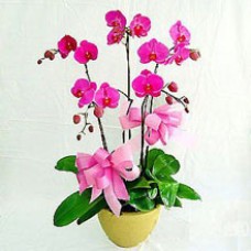 Purple orchid