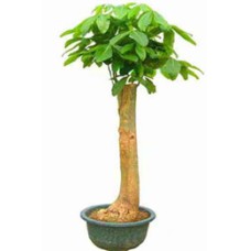 Plant tree