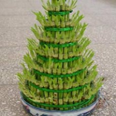 Lucky Bamboo
