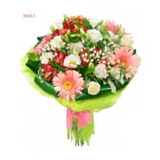 Beauty of Carnation (Basic)