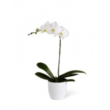 Orchid in flowerpot