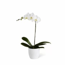 Potted Orchid