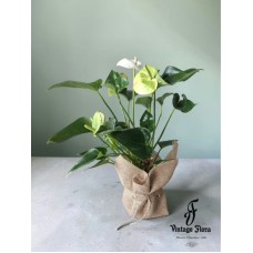 Anthurium Plant â€“ White (With Pot)