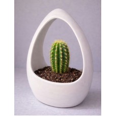 Aurora Loop Ceramic Cactus Planter