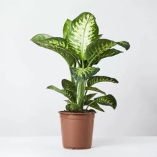 Dieffenbachia