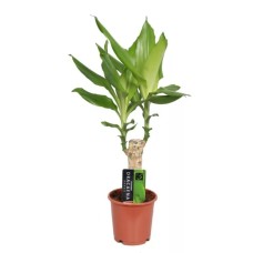 Dracaena Steudnerii