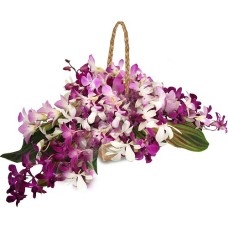 Elegant Orchid