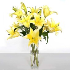 Fragrant Conca D'Or Lilies (7 Stems)
