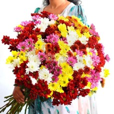 100 Stems Of Chrysanthemum