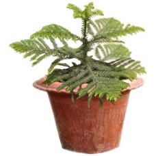 Live Crismas Plant