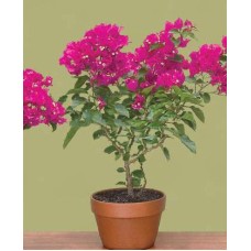 Live Bougainvillea Plant - 02