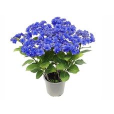 Hydrangea