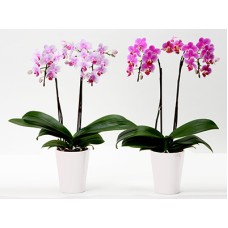 RinRin and  RanRan (1 Pot)