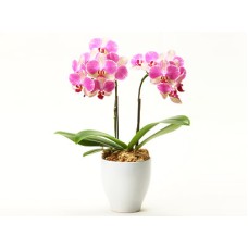 Ansula Palermo -Phalanopsis Orchid-