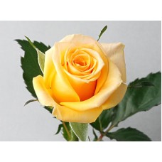 Rose of June:Solare (Small)