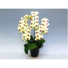 Golden Age (5 Stems)