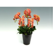 Surf Song (5 Stems)