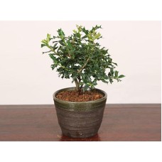 Bonsai“Himehiiragi