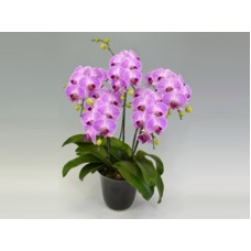 Candy Sorella (3 Stems)