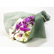 Large-flowered Phalaenopsis Bouquet (3 Stems)
