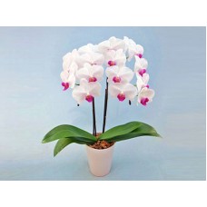 Middy Phalaenopsis