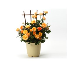 Carnation ～lian