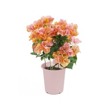 Carnation & Dorayaki