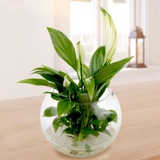 Water Plant Peace Lily Kochii (big)