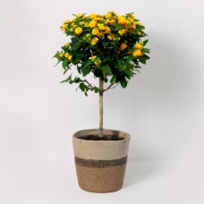 Orange Lantana Bush