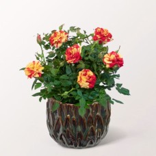 Yellow-Red Rose in a Decorative Ceramic Pot