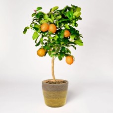 Orange tree