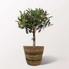 Olive Tree in a Sea Grass Basket