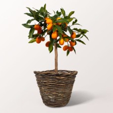 Kumquat Tree in a Wicker Basket