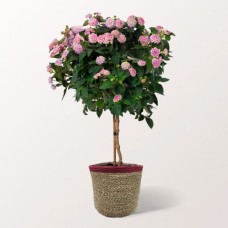 Pink Lantana Bush
