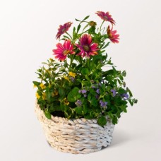 Basket Sonnenkuss