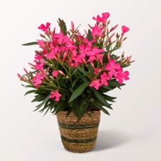 Pink Oleander in a Wicker Basket